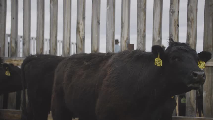 Cow mooing by the fence