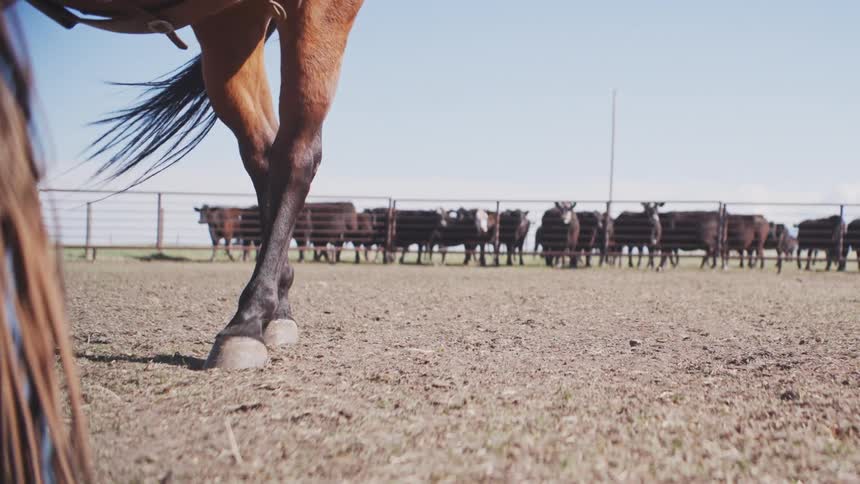 A man wearing leather chaps stands next to a saddled horse in a dirt corral while a line of domesticated bovine animals stands along a fence in the distance
