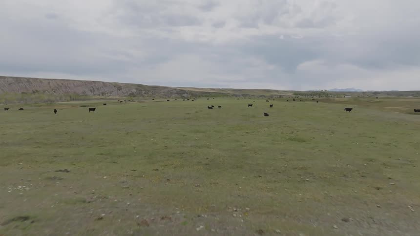 Black cattle including calves spread across grassy field with hills in the background under cloudy sky