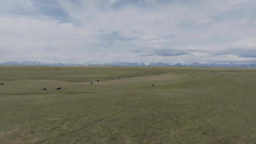 Cattle graze on a vast green plain under a partly cloudy sky