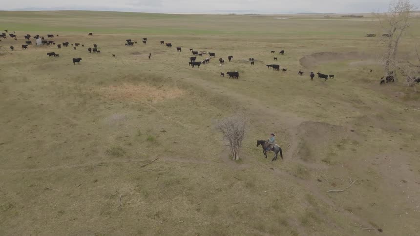 Aerial of livestock grazing on a large pasture on a ranch