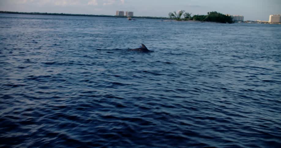 A dolphin swimming in the ocean