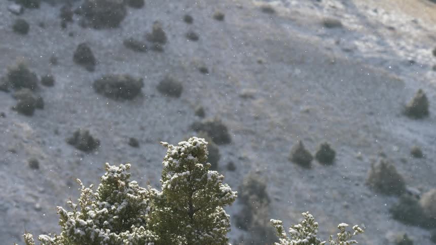 Snow falling over hillside with scattered trees and bushes