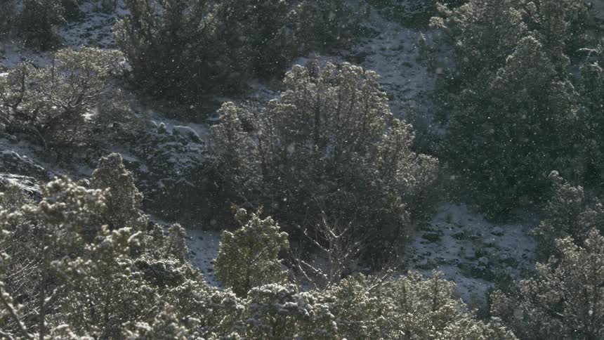 Snow covers a slope and the trees standing on it during a snowstorm