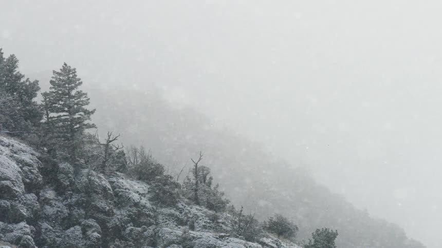 Forest on a mountain slope is covered with snow under heavy fog