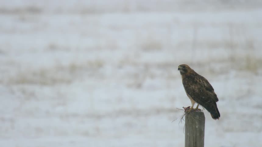 A redtailed hawk stands on a wooden log on the snowy ground at midday as snowflakes fall from the sky around it
