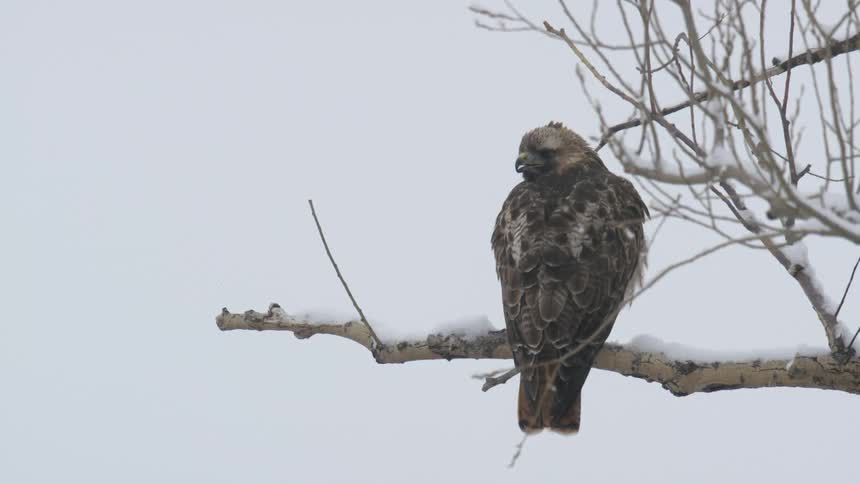 A large brown and white hawk is perched on a snowcovered bare tree branch against a pale overcast winter sky looking over its right shoulder