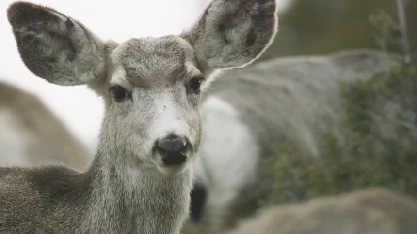 A single deer stands motionless while two others walk around behind it