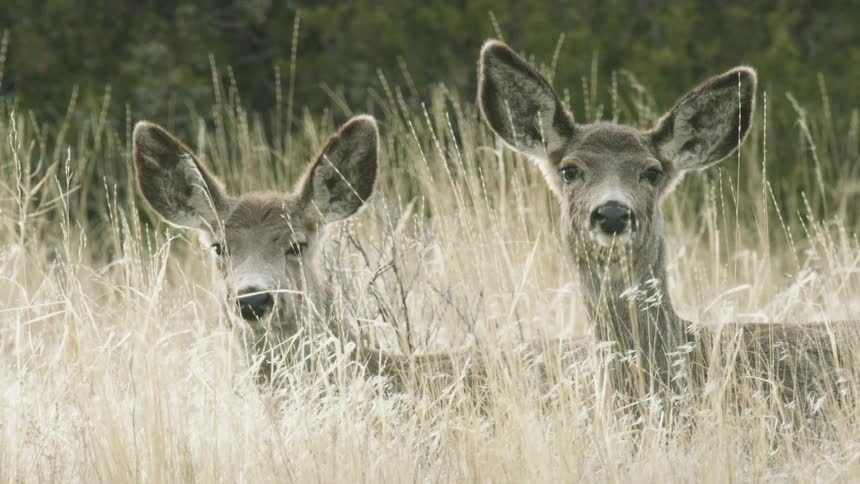 A couple deer in the tall grass