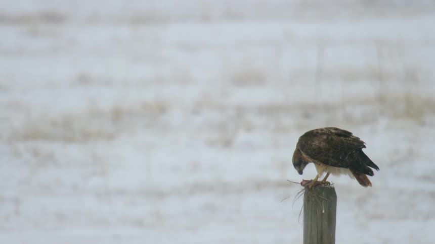 A hawk stands on a wooden fence post where it eats a small animal it caught
