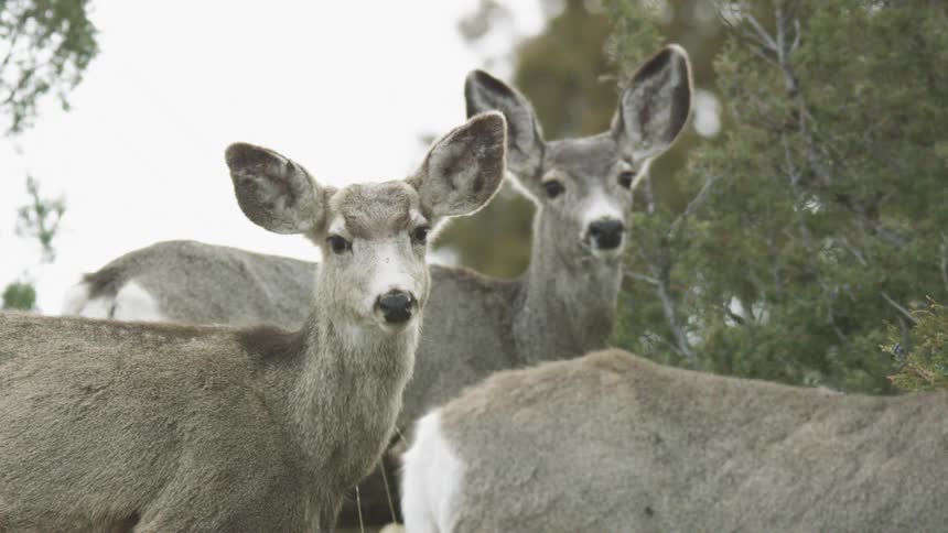 Two deer stand alert among shrubs ears perked and calm but watchful with another deers body in front of them