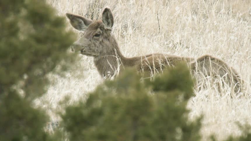 A deer lying in a field of dry tall vegetation partially obscured by green foreground foliage with the animal opening and closing its mouth