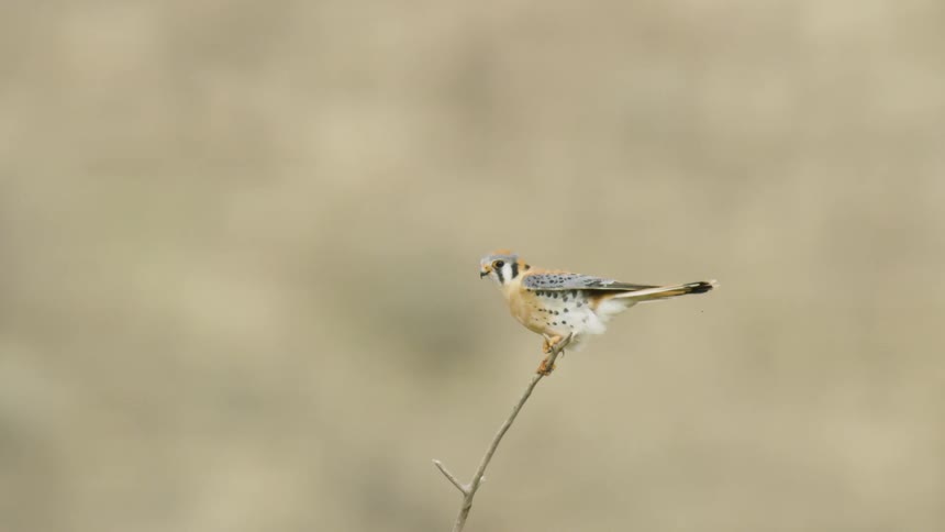 A small american kestrel with rustandslate plumage perches on a thin twig before flying off