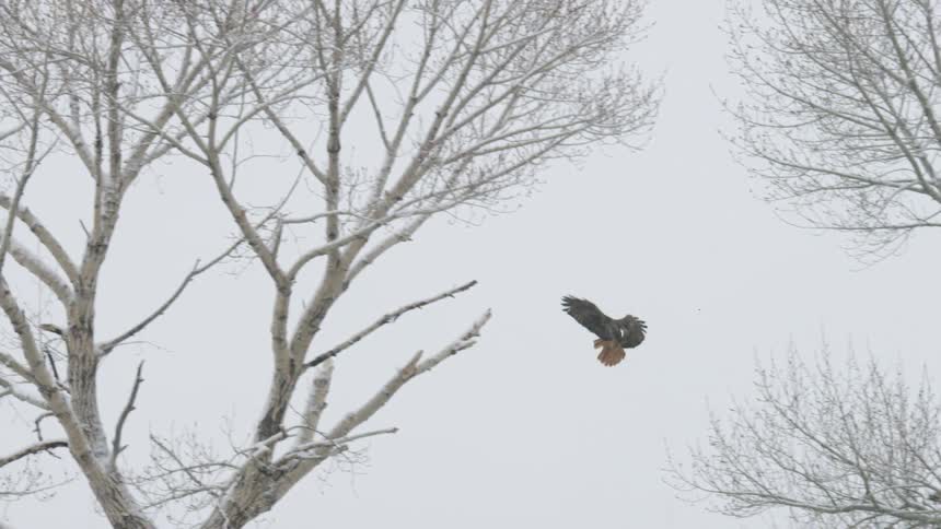 Eagle flies among snowcovered branches on a winter day
