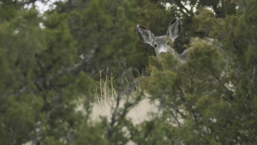 Deer watches from between the branches in the midst of the vegetation