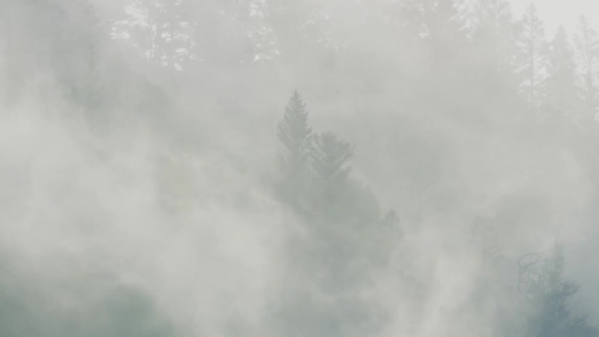 Thick white mist or smoke drifts and swirls rapidly across a dense hillside forest of dark pine trees partially obscuring them in a mysterious atmosphere