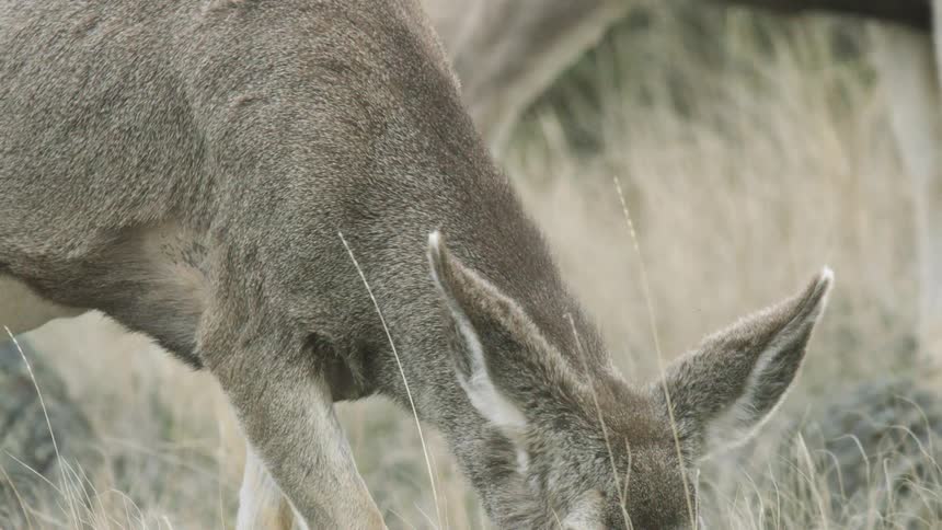 Deer feeds among the dry vegetation in the field