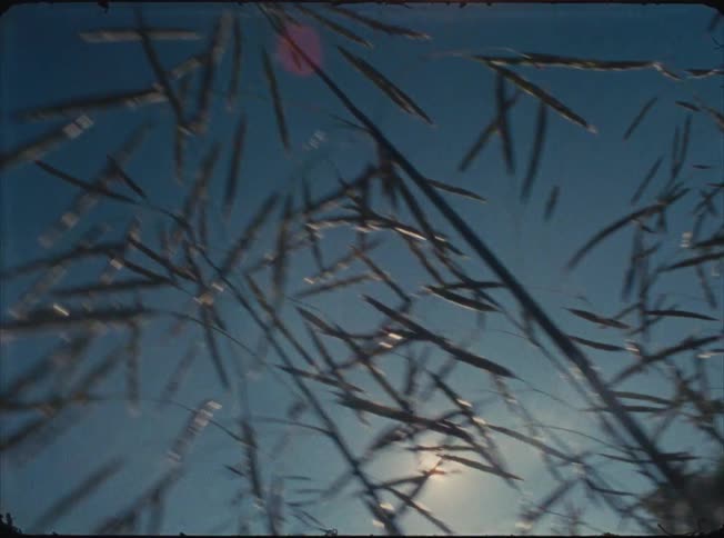 A lowangle view shows the silhouettes of tall dry seed stalks moving in the wind against a bright blue sky with a lens flare from the sun shining through the plants
