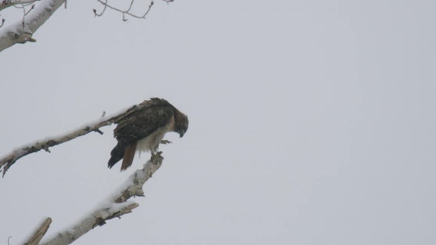 A hawk perches on a snowdusted bare branch head bowed against a pale winter sky