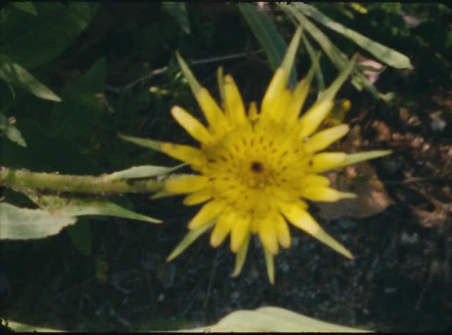 Yellow flower in full bloom under sunlight among green leaves