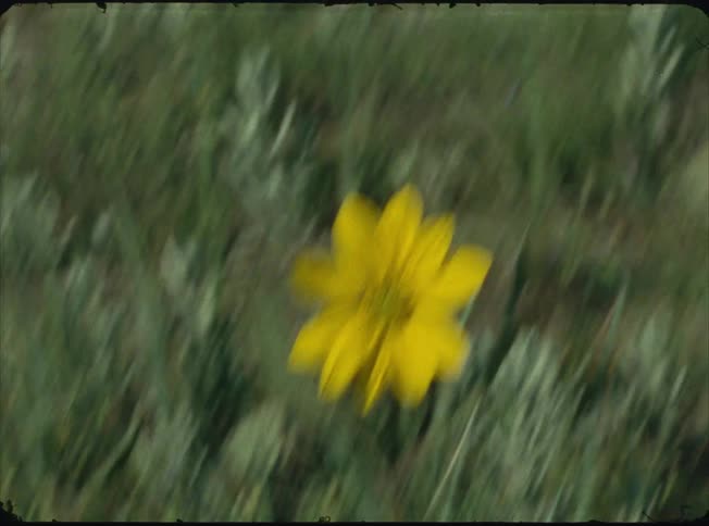 Solitary yellow flower blooms amid dry vegetation
