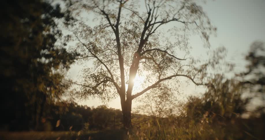 Sunlight filters through the branches of a solitary tree in a field at sunset