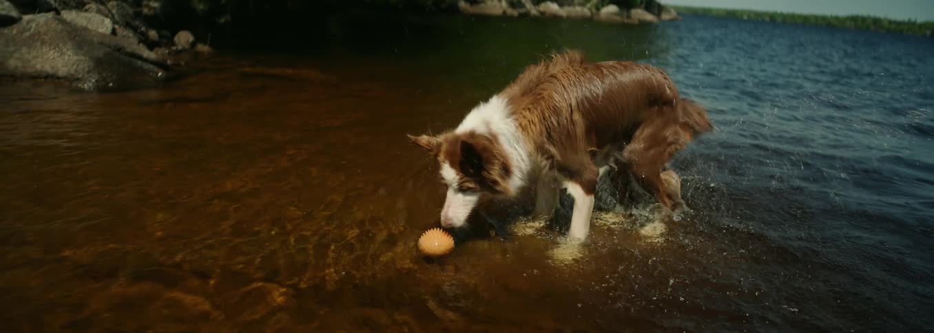 A collie dog shakes water from its coat while playing with a ball on an ocean coast