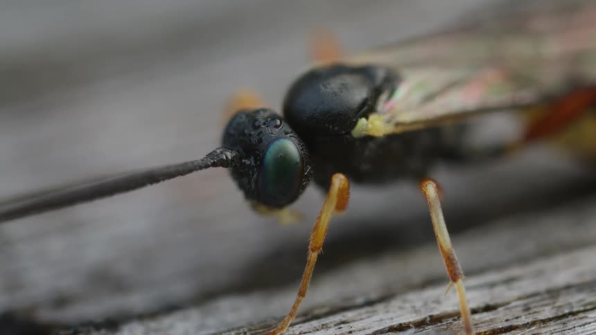Extreme closeup view of an insect with a black head and large green eyes resting on a gray wooden surface with its long antennae pointed forward