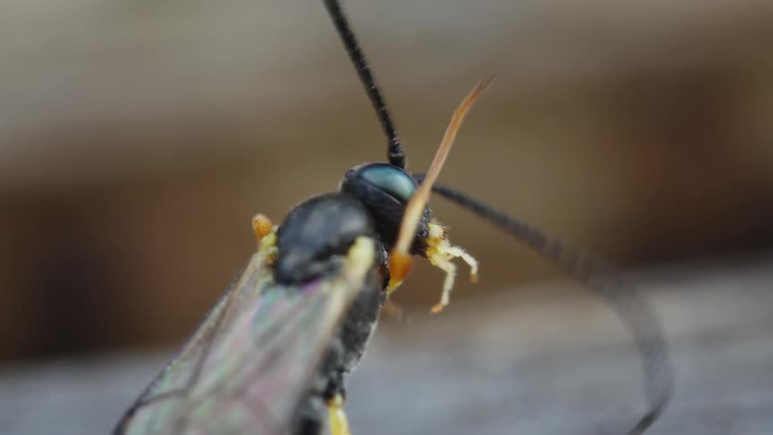 A wasp uses its forelimbs to repeatedly wipe its face and antennae