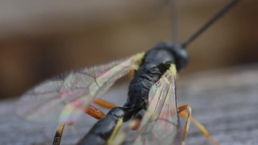 A wasp on a surface in the woods at midday