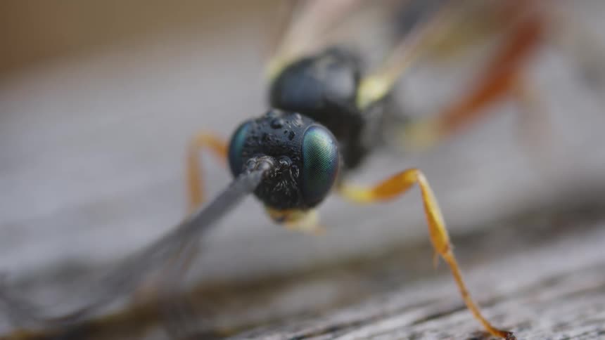 A macro view focuses on the black head and iridescent green compound eyes of a flying insect with orange legs and long antennae resting on a wooden surface