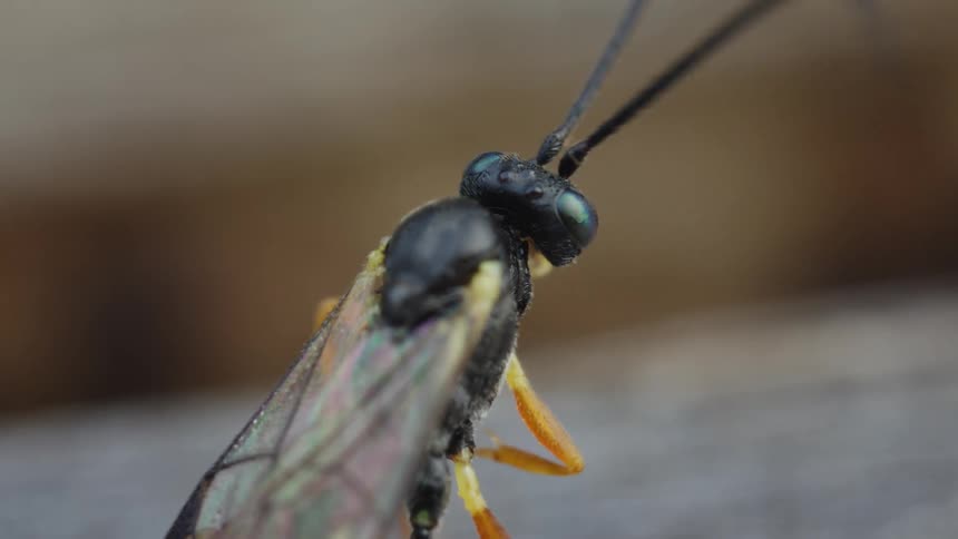 An extreme closeup shows a slender blackandorange insect with long antennae and translucent wings resting on a surface