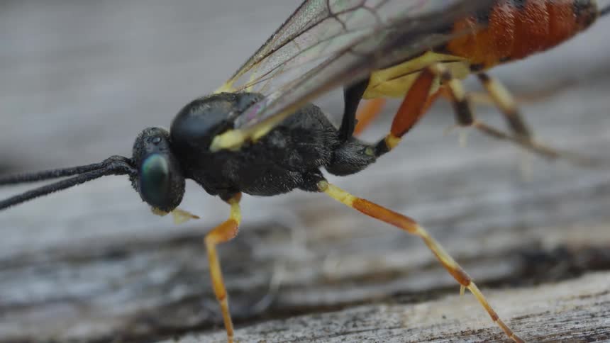 Wasp cleans legs on wooden surface with translucent wings and striped body