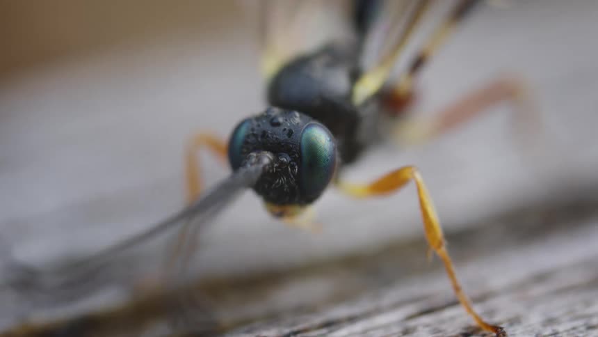 Insect with dark compound eyes and yellowish legs on wooden surface