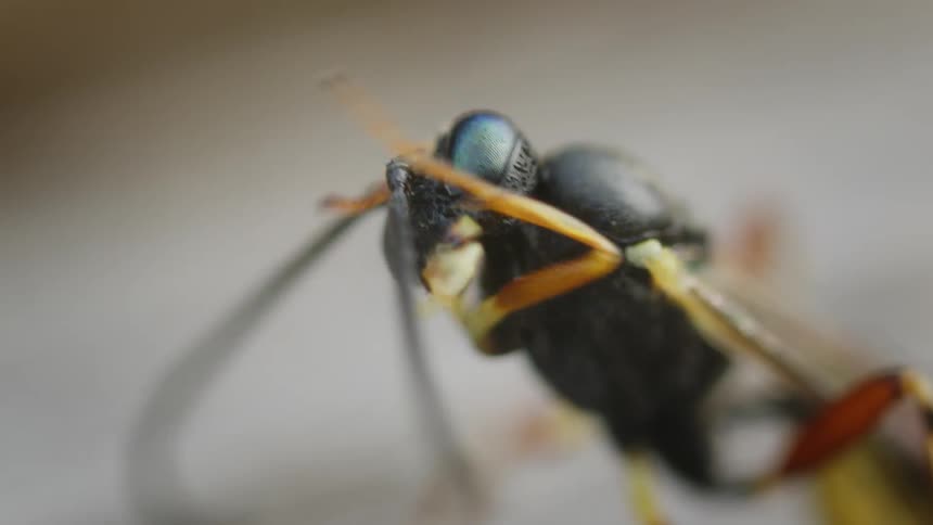 An insect feeds on food in the wild