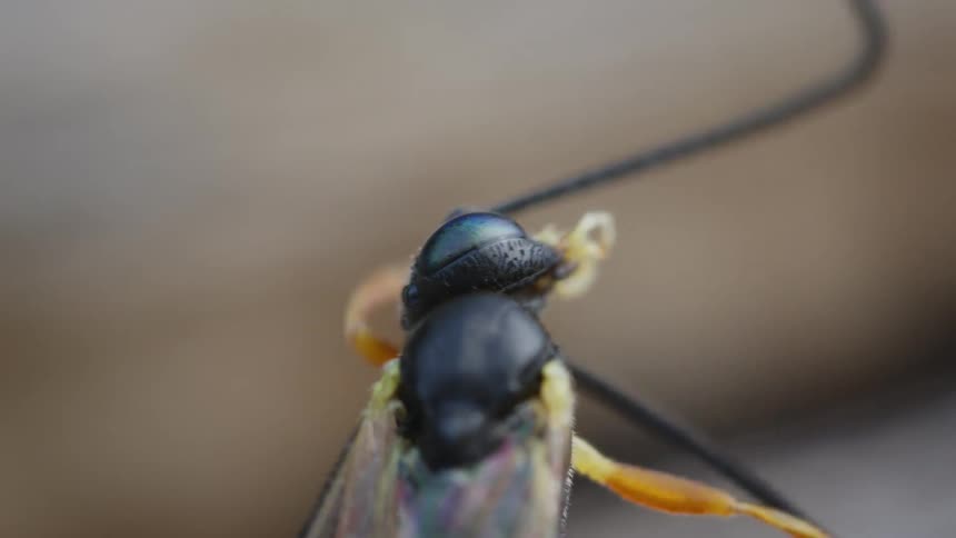 Macro reveals details of the head and antennae of an insect with iridescent wings cleaning themselves