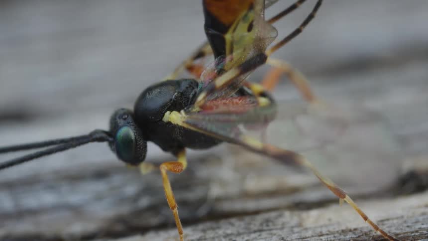 Closeup of a black and orange wasp on wooden surface cleaning themselves