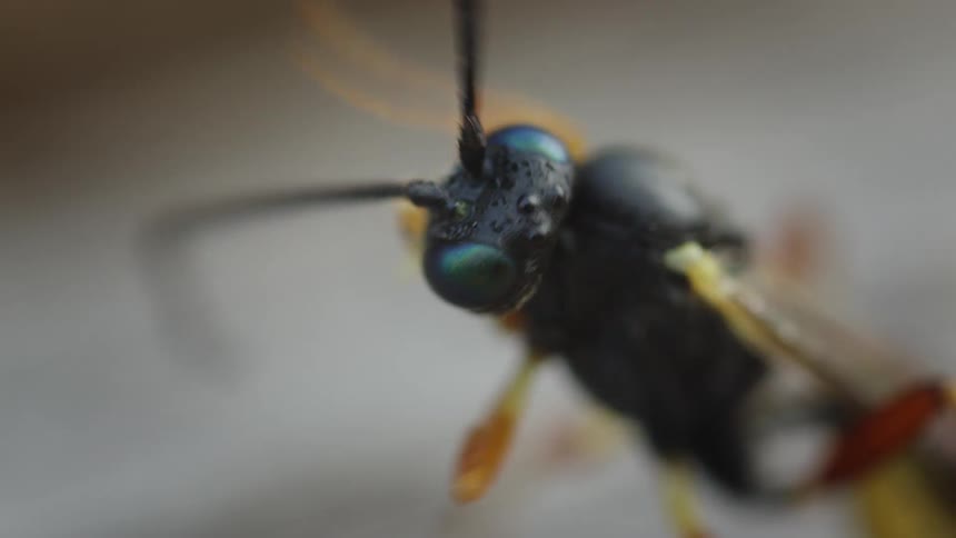 Macro highlights the bright eyes and long antennae of a winged insect cleaning itself