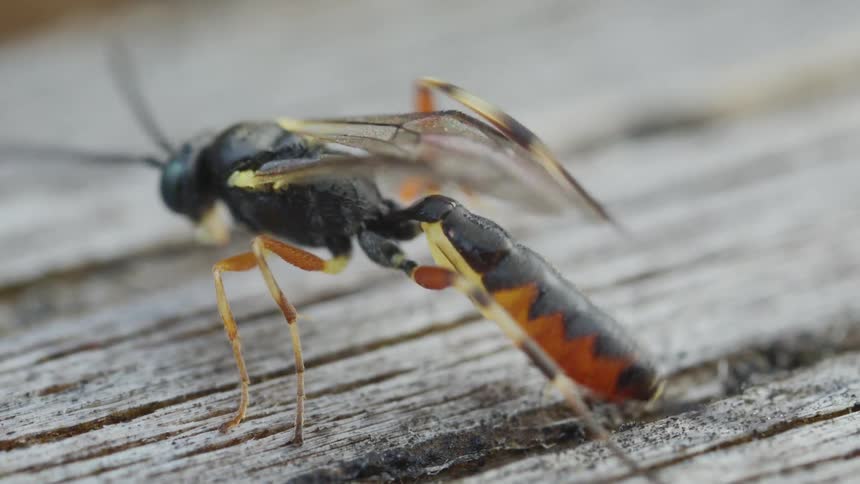 Ichneumon wasp cleans abdomen and flaps wings on wood showing slender body with orange stripes and translucent wings