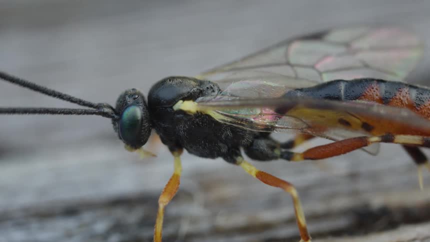 A macro view shows a black insect with green compound eyes and orange and black abdomen long antennae and light brown wings cleaning itself on a gray wooden surface