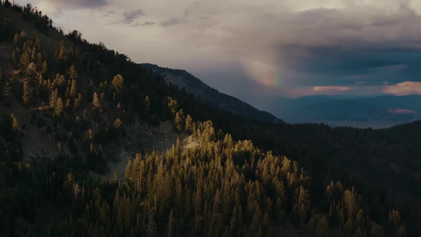 Soft evening light illuminates a dense forest on a mountainside