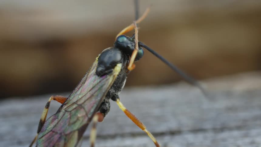 Extreme closeup of a slender parasitic wasp with long antennae a metallic green eye iridescent wings and orange legs perched on a piece of wood