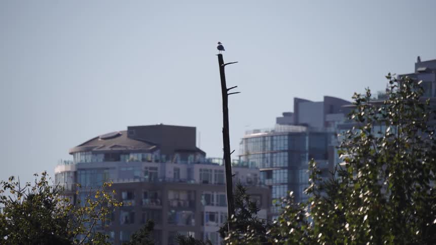 The bird is perched on a pole in front of the buildings