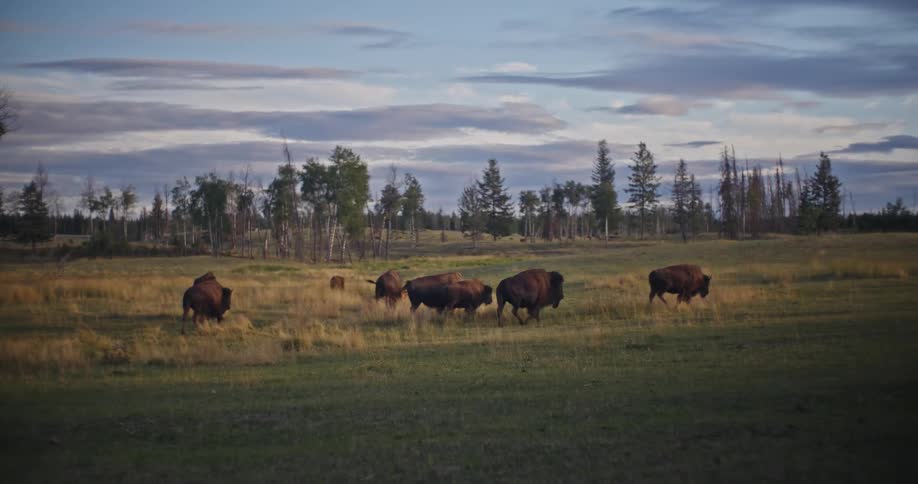A group of several large darkcolored grazing animals moving across a wide flat green field toward a line of trees under a clouded sky