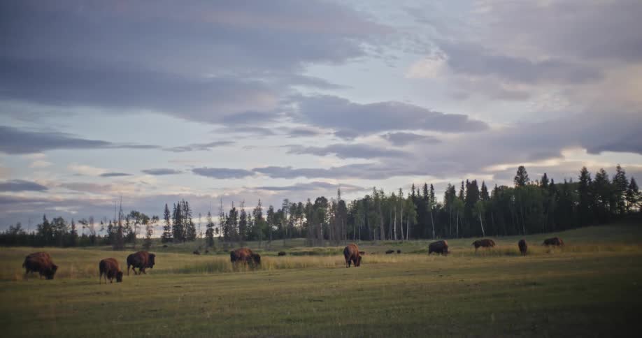 Herd of bison grazing on a field in the countryside