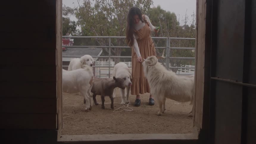 A young woman feeding livestock and other domestic animals outdoors during daytime