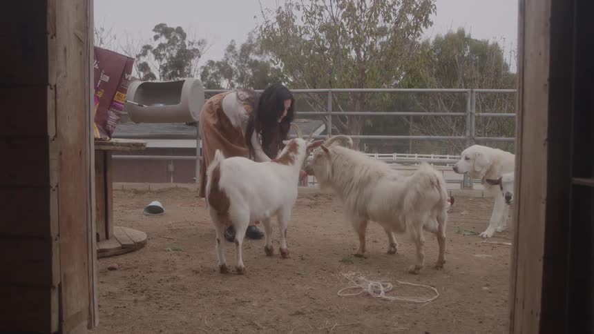 A young woman feeding farm livestock outdoors during daytime