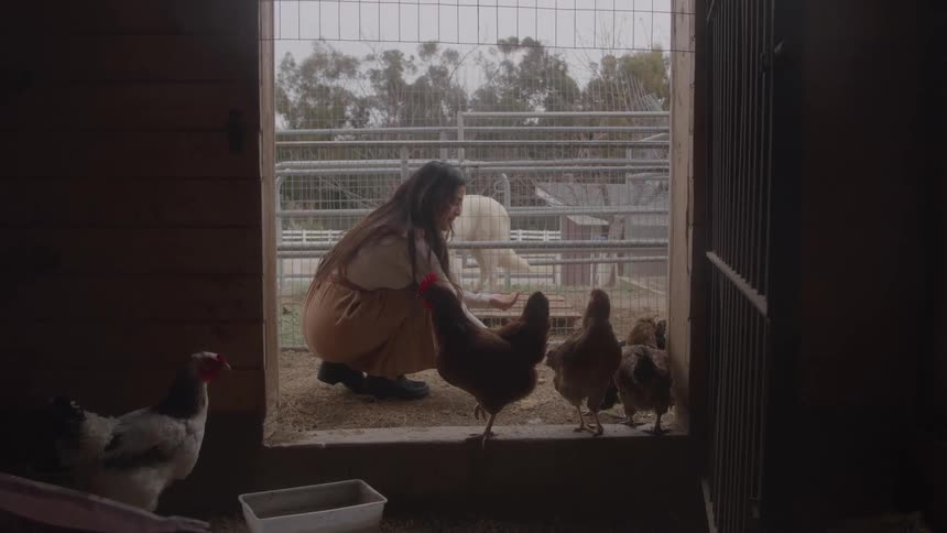 The woman is feeding the chickens
