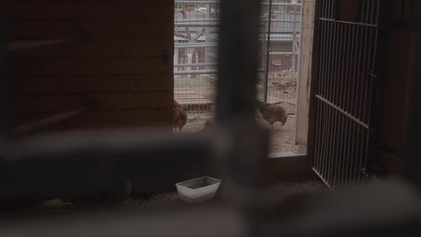 Chickens peck near the entrance of an enclosure in a rural setting