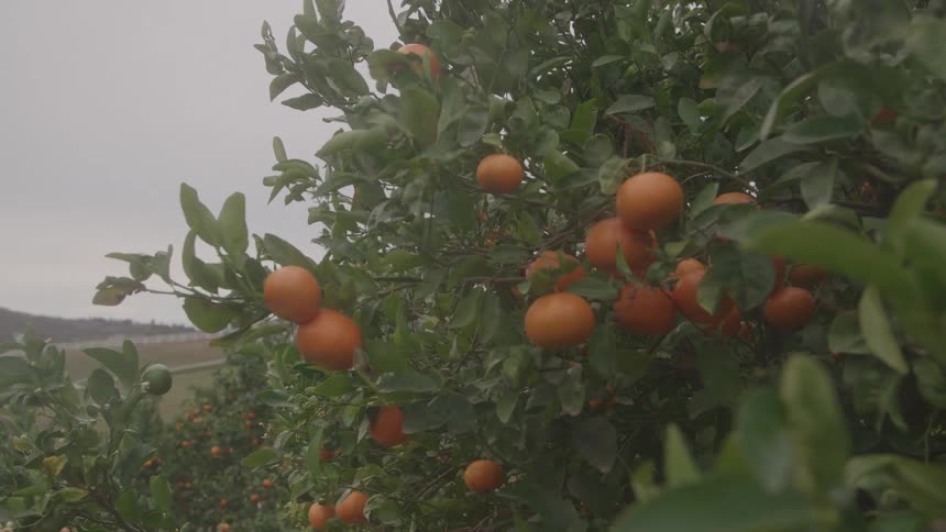 An orange tree stands in a farmland at midday its branches heavy with ripe fruits